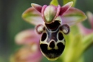 Ophrys umbilicata